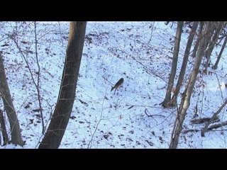 Winchester Archery's Whitetail Frenzy - Show Stopper