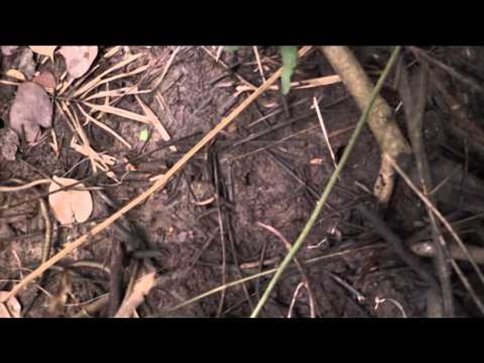 Relentless Pursuit  - Mozambique Primevil