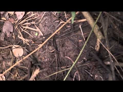 Relentless Pursuit - Mozambique Primevil