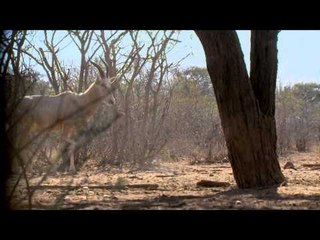 Primos - The Truth About Hunting - Africa Part 4