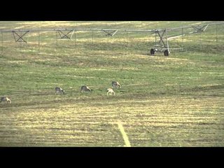 Trigger Effect - Storming Speed Goats