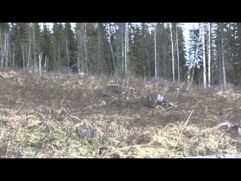 No Limits TV - Alberta Turkey