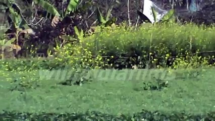Blooming mustard flowers and potato trees in a field in west bengal