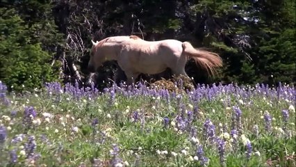 Elle repère un cheval à flanc de montagne. Alors qu'elle filme le paysage, elle parvient à immortaliser quelque chose d'INCROYABLE sur pellicule.