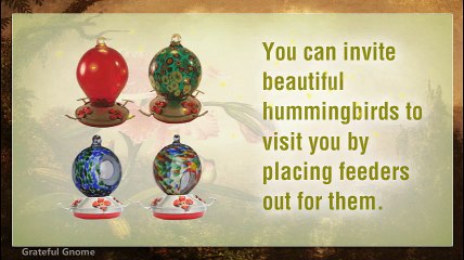 Hummingbirds are a Beautiful Bird to Invite to Your Yard
