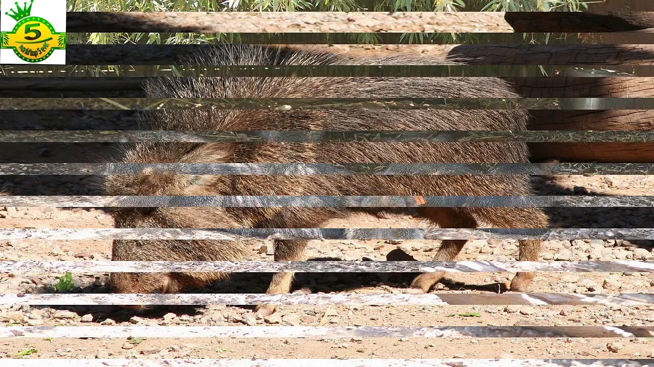 Top 5 Rediscovered Species