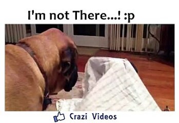 I'm not there, Kid Playing with Big Dog - Funny Video - Must Watch