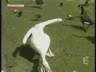 Pélican qui mange un pigeon