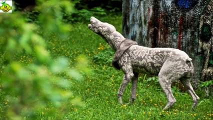 World Top 5  Amazing Hybrid Animals