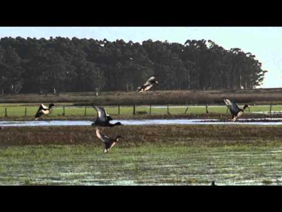 Mojo TV - Roseybill Rage
