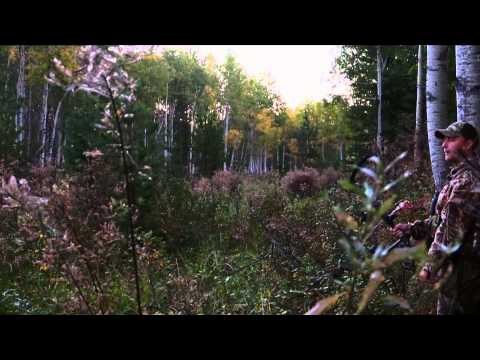Jason Peterson's Into the Wild - Alberta Archery Elk