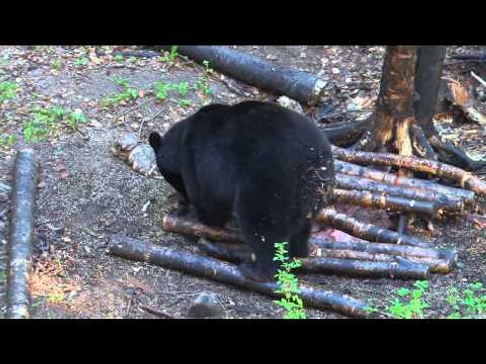 Silent Draw Outdoors - Father Son Double Bears Down