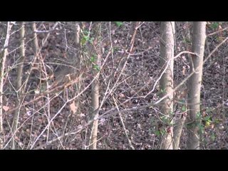 Winchester Archery's Whitetail Frenzy - West Virginia Giant