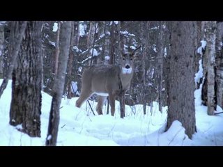 Hardcore Pursuit - Saskatchewan Whitetail Part 1