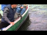 Canadian Sportfishing - Kesagami Pike