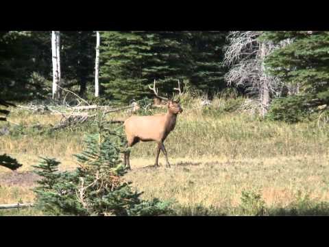 Babe Winkelman's Outdoor Secrets - Excalibur Bulls