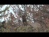 Mathews TV with Dave Watson - 3 Archery Elk Hunts