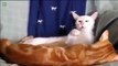 Funny cat Faces Videos Compilation | Funniest animal faces you have ever seen.