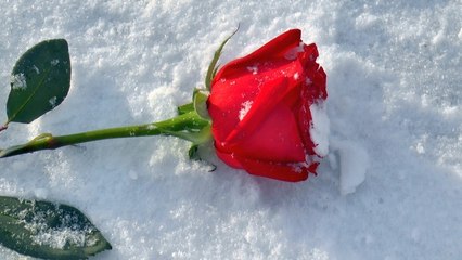 Love Story. Romeo and Juliet.