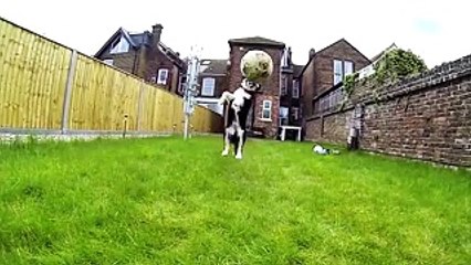 Песики, которые не смогли