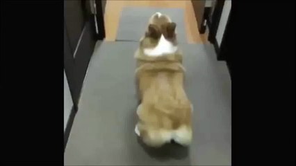 Wiggle Wiggle Dog Vine