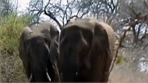 Animal Video ELEPHANT MATING WITH RHINO? WHY?!? {Full Animal Planet Documentary}