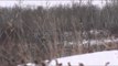 Fatal Impact Outdoors - Mule Deer Hunting
