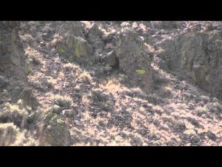 SOLO Hunter TV - California Bighorn Sheep