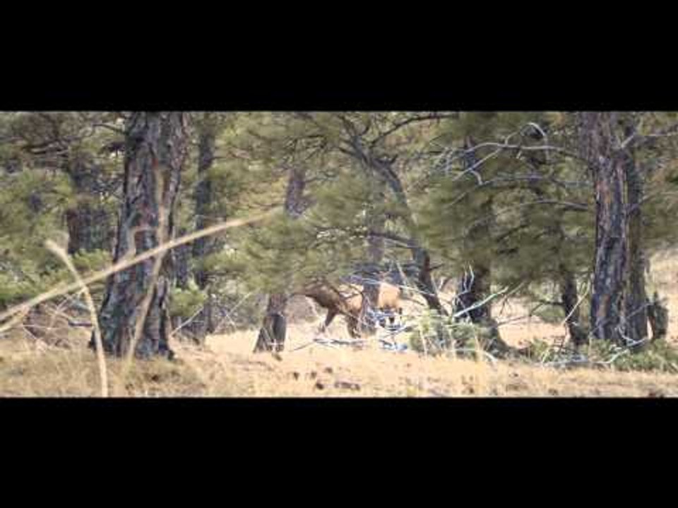 Raised Hunting - Determination