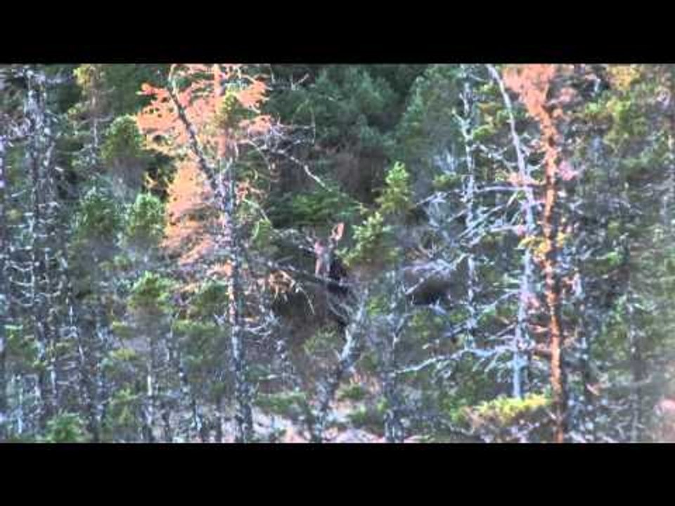 Excalibur's Huntin' the Backwoods - Newfoundland Adventure