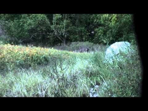 Just Kill'n Time - The Young and The Deadly IV