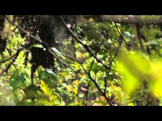 Dead Down Wind's Live the Wild Life - Alaska Part 4