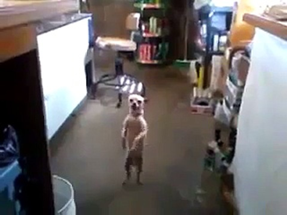 Dog dancing on two legs ! (2016)