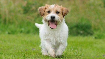 Top 10 Most Surprisingly Smart Animals on Earth