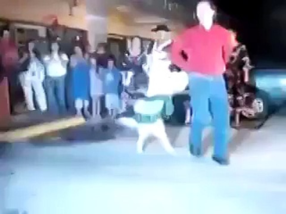 Когда собака танцует лучше тебя