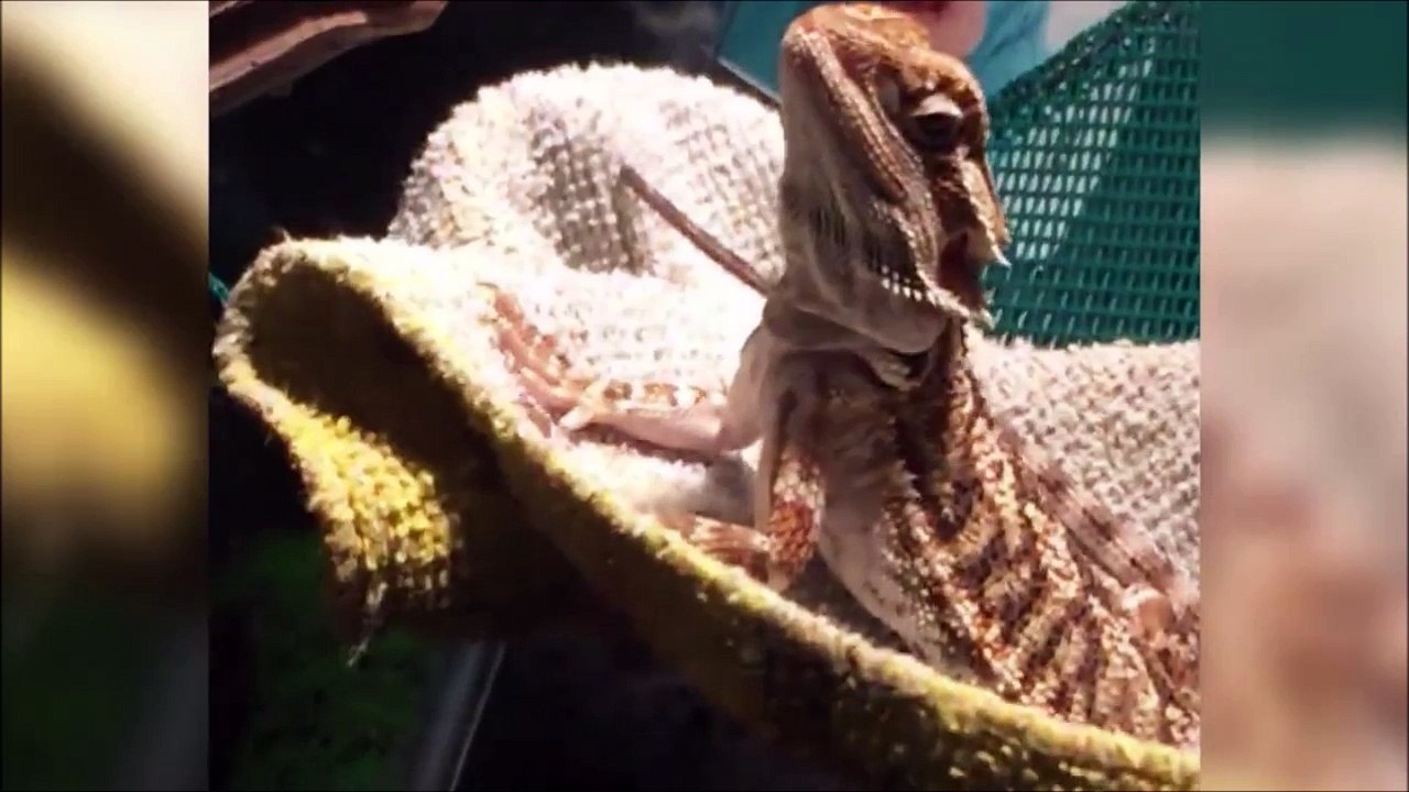 Ce lézard se la joue Miss France et fait bonjou...