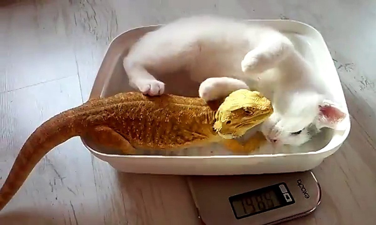 Moment tendresse entre un chat et un gros lézard. Magique