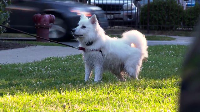 Giant Robot Spider Scares Dogs - 4K - (Reality Pranks 4K S2 E1)