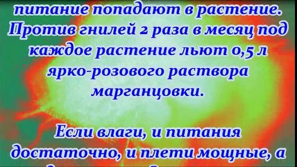 ДАЧНЫЕ УЛОВКИ РАДИ ВКУСНЫХ ОГУРЦОВ