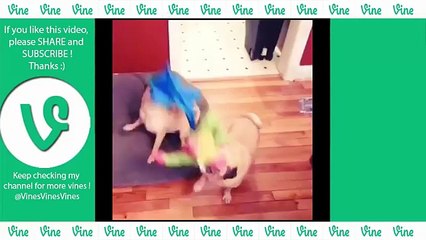 *NEW* Funny Pug Vines Compilation NOVEMBRE 2015