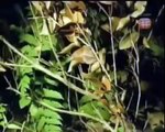 HIDDEN PREDATORS HUNTING - Sneakiest Animals On The Planet [Animal Nature Documentary]
