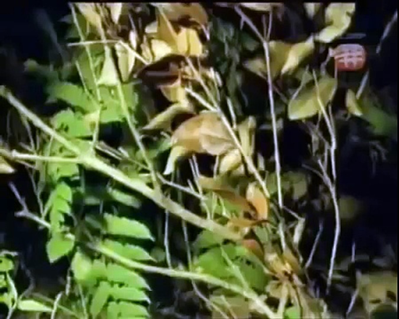 ⁣HIDDEN PREDATORS HUNTING - Sneakiest Animals On The Planet [Animal Nature Documentary]