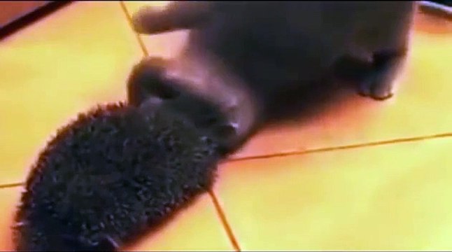 Как кот реагирует на ёжика, ржака дня))