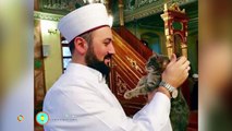 Cat videos: Imam Mustafa Efe welcomes stray cats into the Aziz Mahmud Hüdayi Mosque - TomoNews