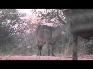 Campfire Stories - Fig Tree Safaris