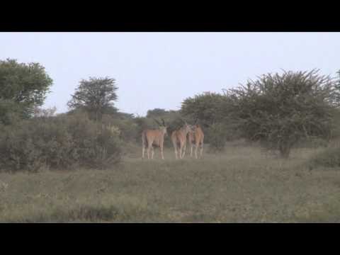 Outdoor Quest TV - Eland and Blesbok in South Africa