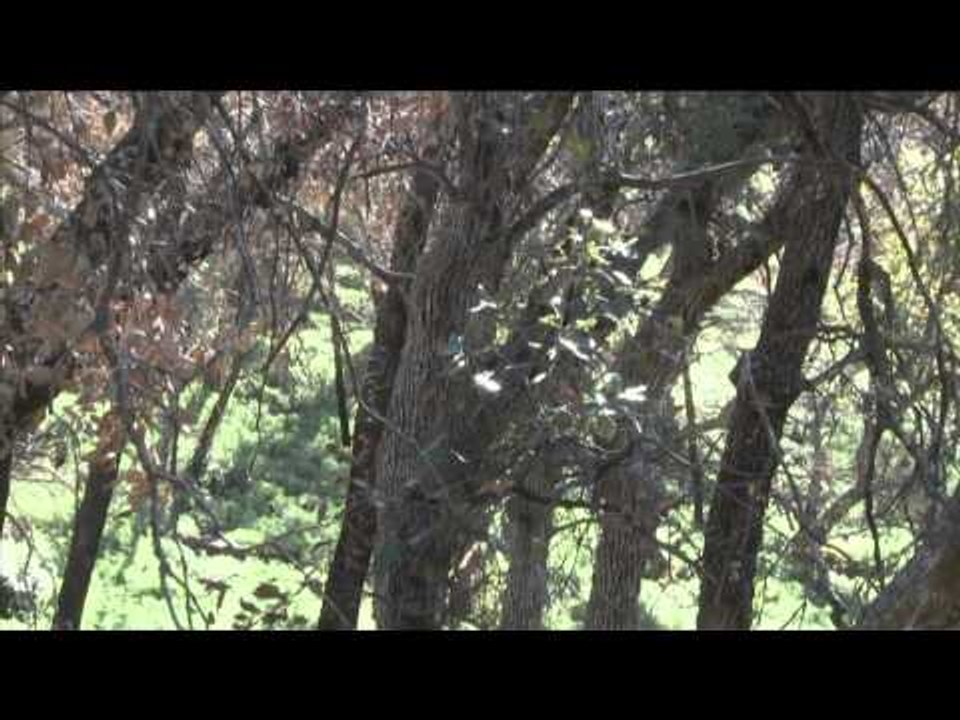 Relentless Pursuit  - Coues Deer