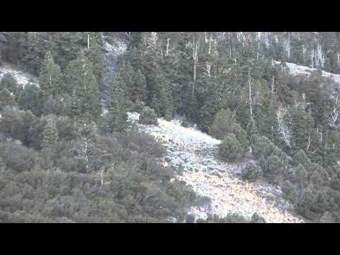 Extreme Desire TV - Late Season Rifle Nevada Elk Hunt & Youth Cow Hunt