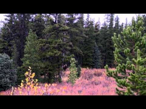 The Hunting Chronicles - Moose and Elk