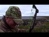 Jason Peterson's Into the Wild - Double Day Caribou